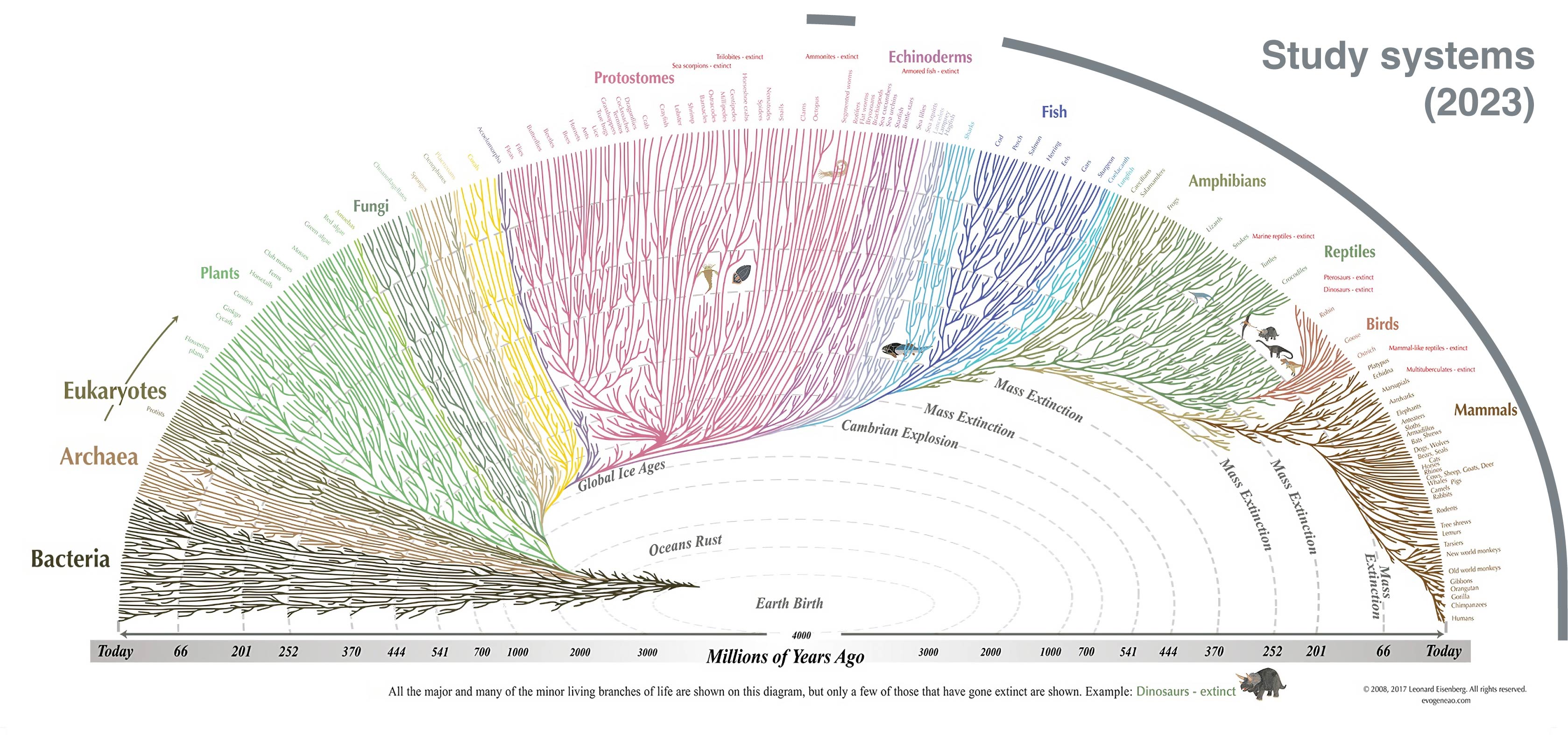 The Evogeneao Tree of Life